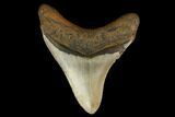 Fossil Megalodon Tooth - North Carolina #147018-2